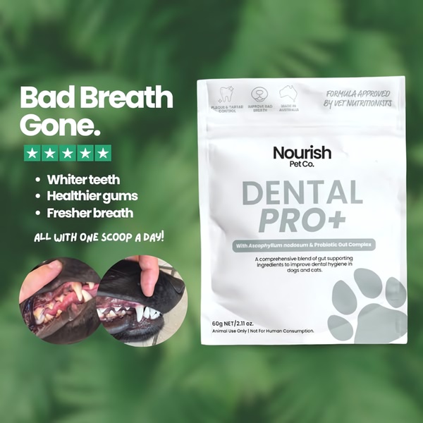 This static 1:1 ad creative showcases a pet dental supplement, utilizing powerful before-and-after imagery to validate the product's effectiveness.